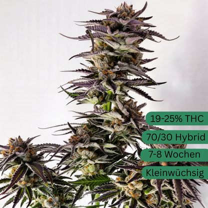 Mimosa EVO hemp cutting [M]