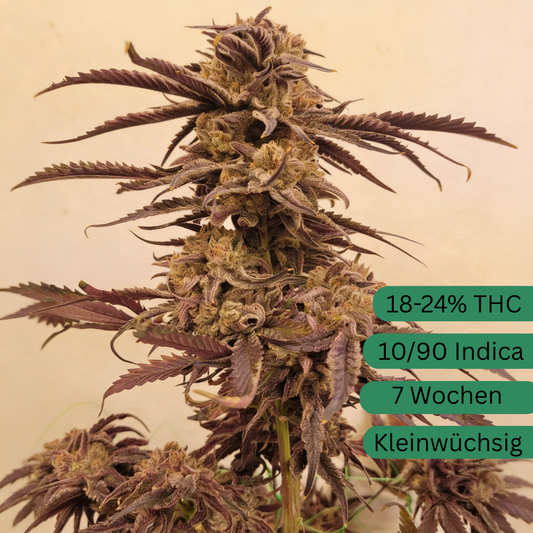 Peyote Cookies Hanfsteckling [PC]