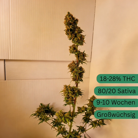 Esquejes de cáñamo de un accidente de tren [TW]