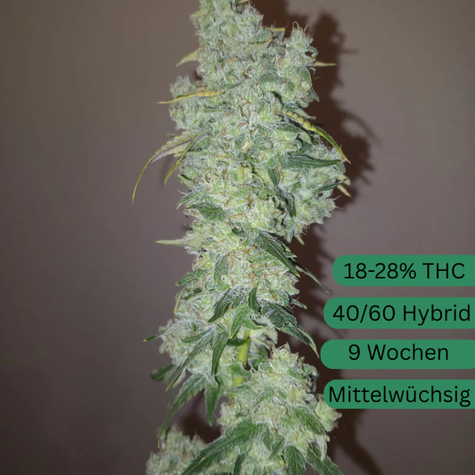 Sunshine Daydream Hanfsämling klein [SUN]