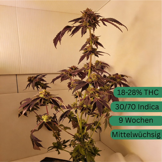 Esqueje de cáñamo Rainbow Sherbert n.° 11 [RS]