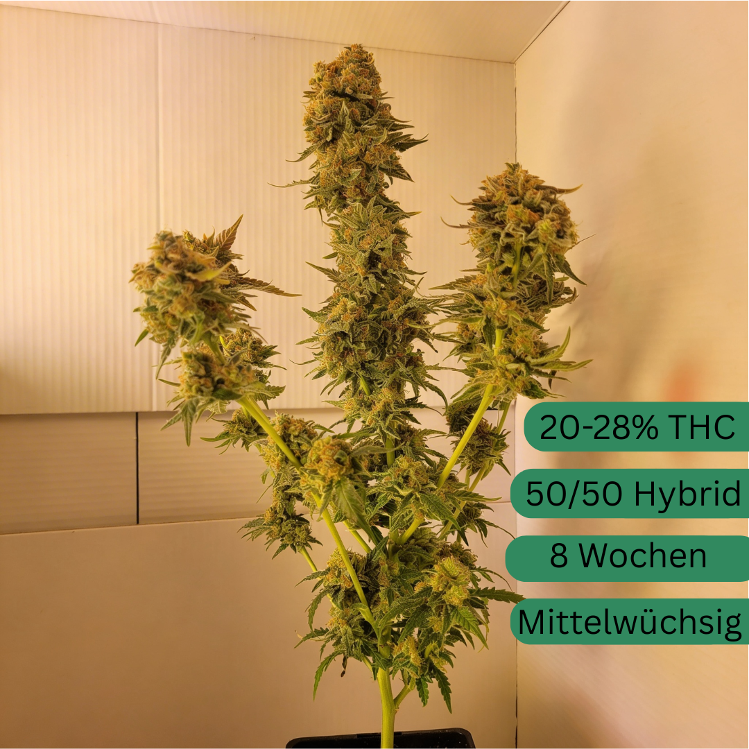 Super Orange Glue Hanfsteckling [SOG]