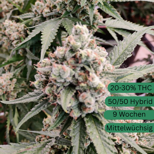 Semillas de cáñamo MAC