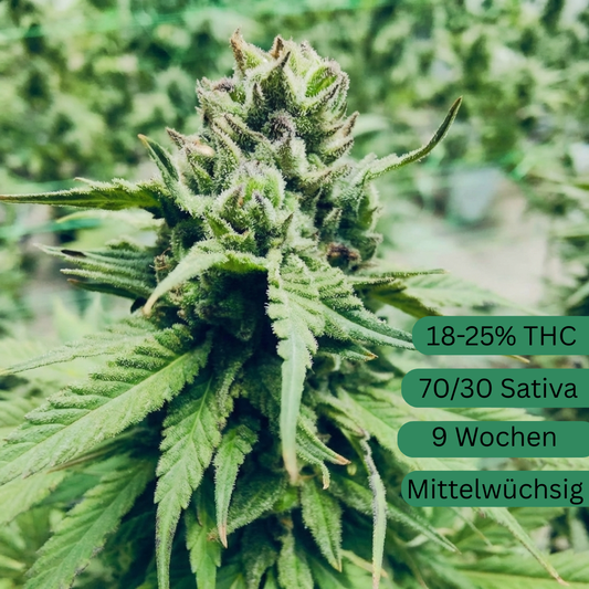 Semillas de cannabis Lemon Haze