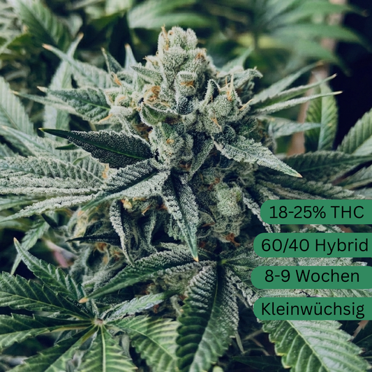 Semillas de cannabis White Widow 