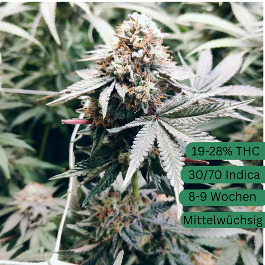 Tropicana Pie Hanfsämling groß [TROPIE]