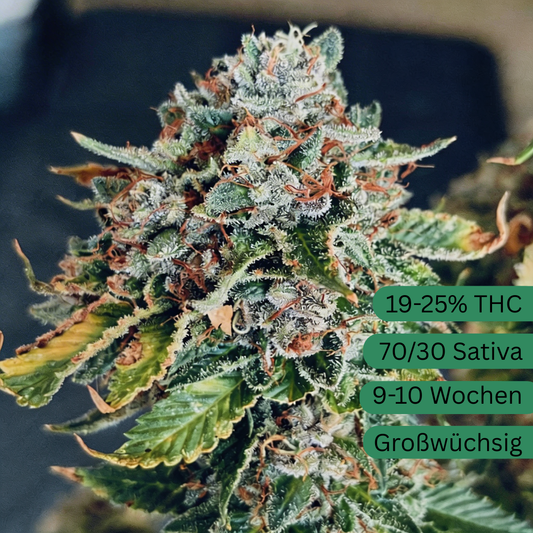 Semillas de cáñamo Sour Diesel