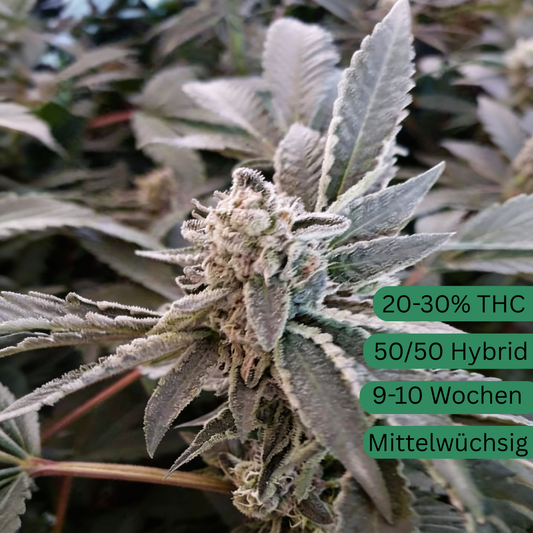 semillas de cáñamo de los celos