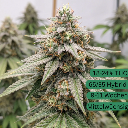 Mimosa Autoflower [MA]