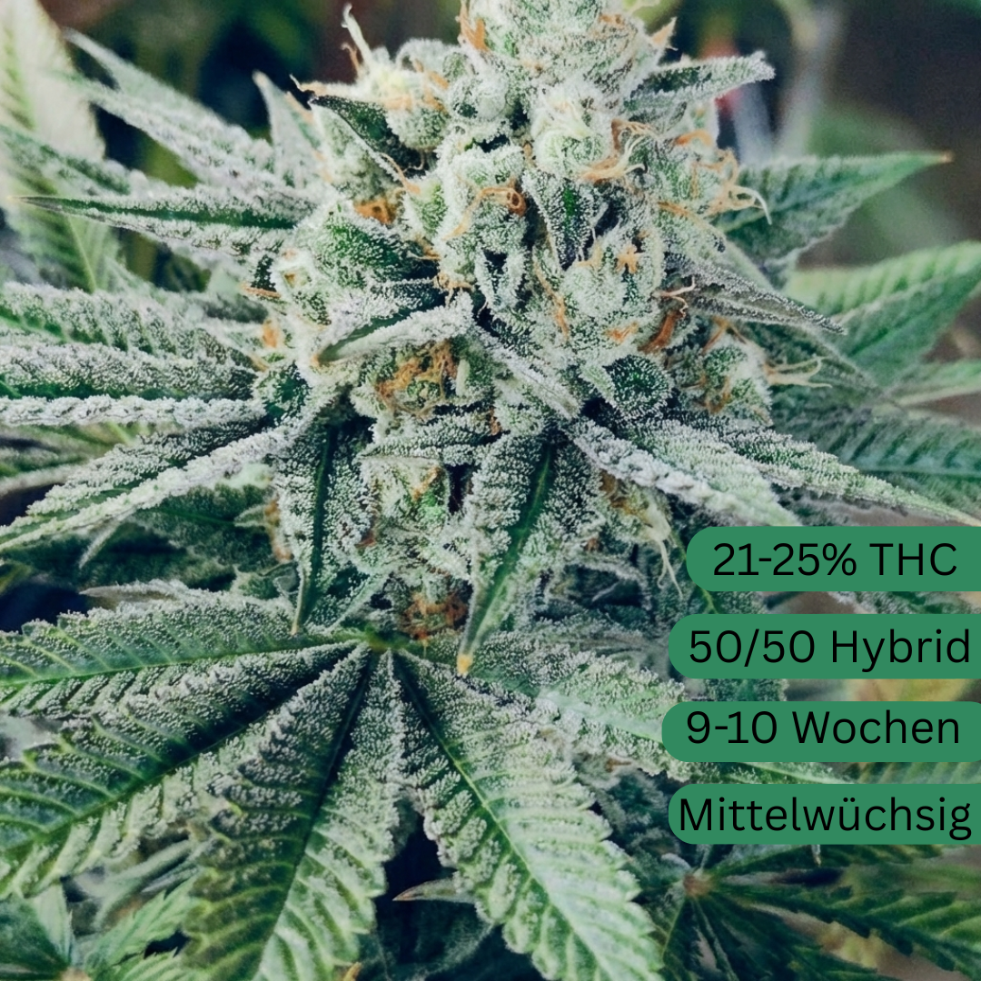 Sherbanger Cannabis Seedling large [SHER]