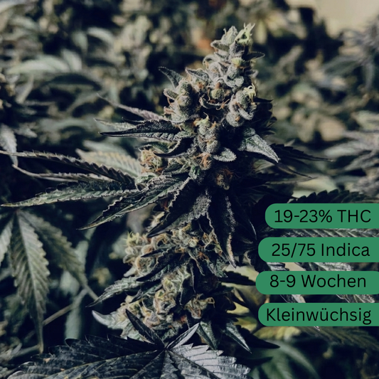 Pastel de helado con semillas de cáñamo