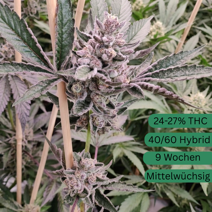 Rainbow Sherbert Cannabis Seedling#11 large [RS]