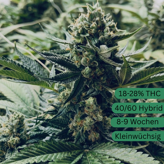 Semillas de cáñamo Gorrilla Glue #4