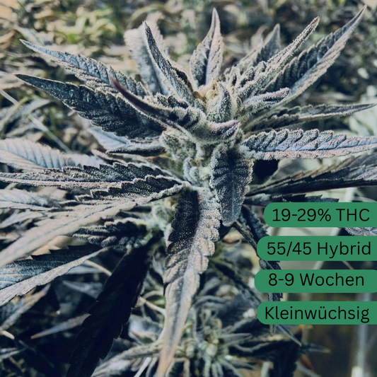 Semillas de cáñamo Black Runtz