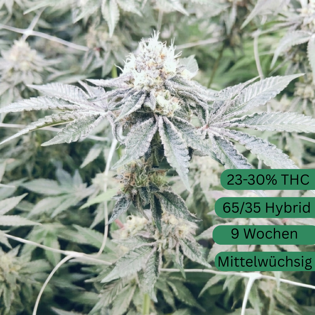 Semillas de cáñamo para glaseado de vainilla