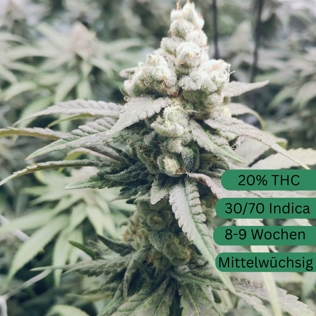 Apricot Banana OG Cannabis Seedling large [ABOG]