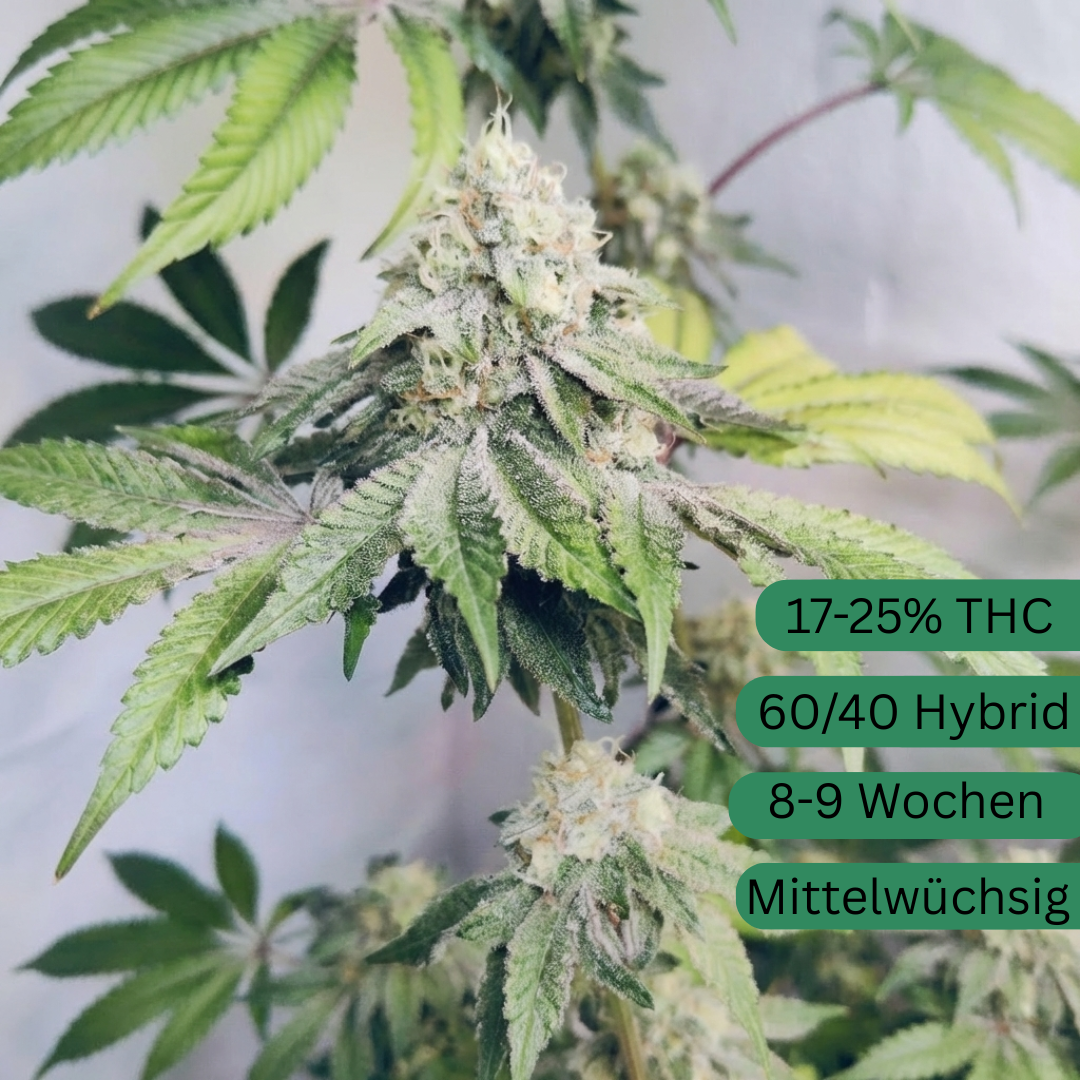 Sour Chem Kush Hanfsämling groß [SCK]