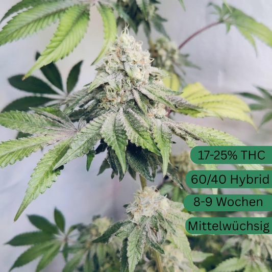 Sour Chem Kush Hanfsämling groß [SCK]