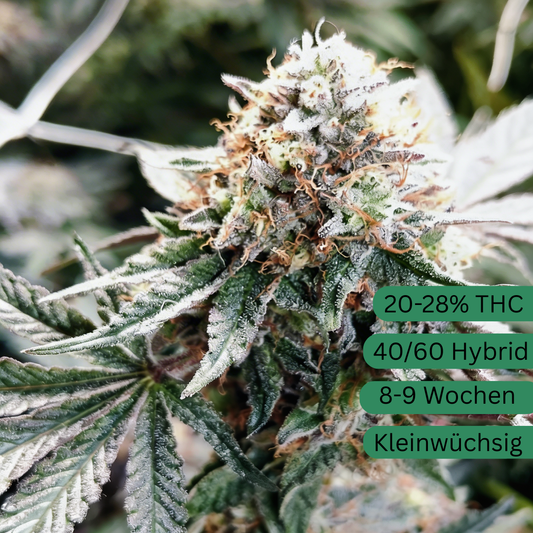 Semillas de marihuana Alien Cookie OG