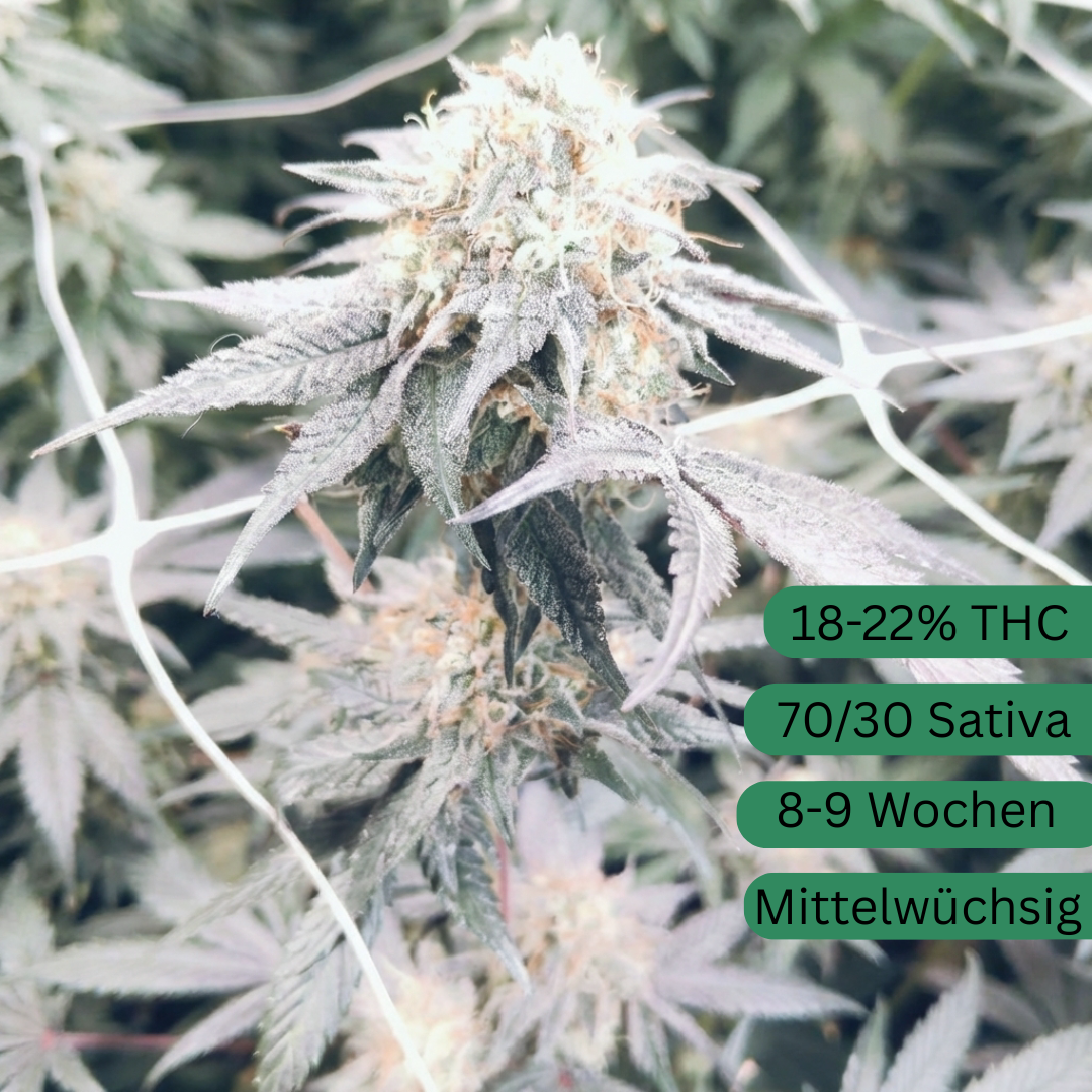 Apple Jax hemp seeds