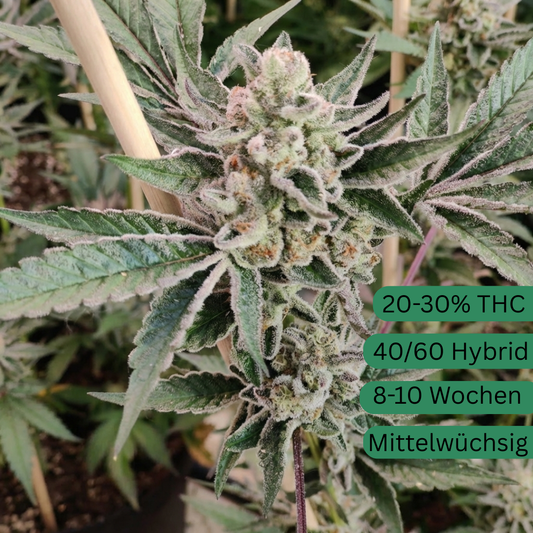 semillas de cáñamo para helado de sorbete