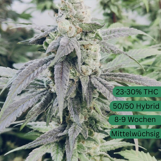 Semillas de cannabis Fruitshake de Gary Payton