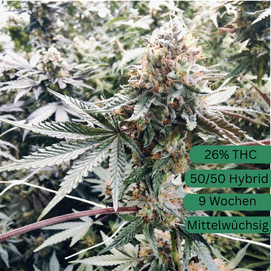 Semillas de cáñamo de tarta de fresa