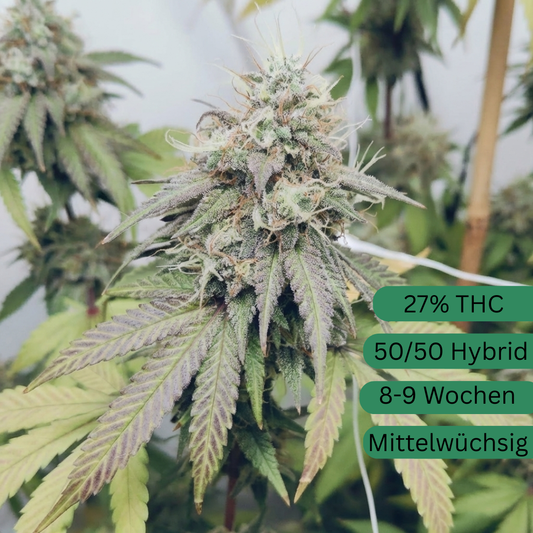 Semillas de cáñamo Runtz Cake