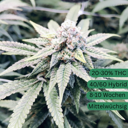 Rollos de canela con semillas de cáñamo