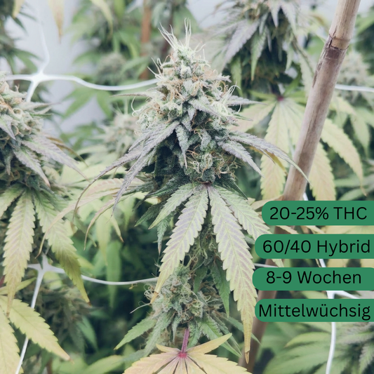 Papaya Dream hemp seeds