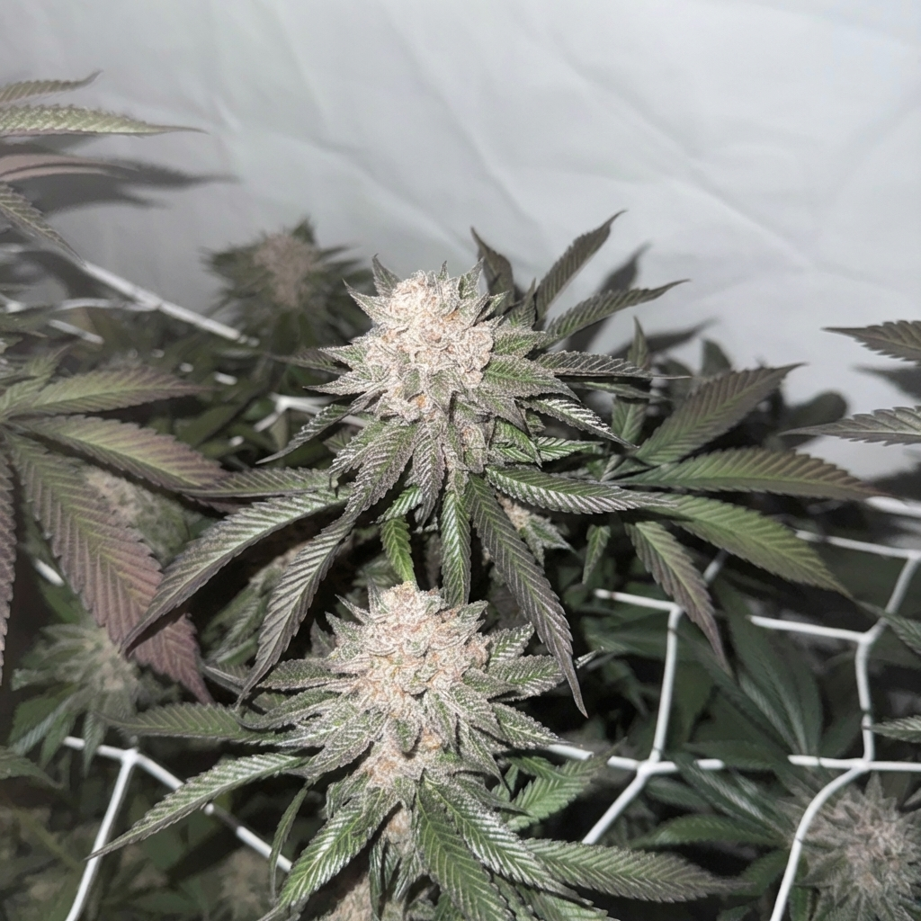 Super Buff Cherry#26 Hanfsteckling [SBF]