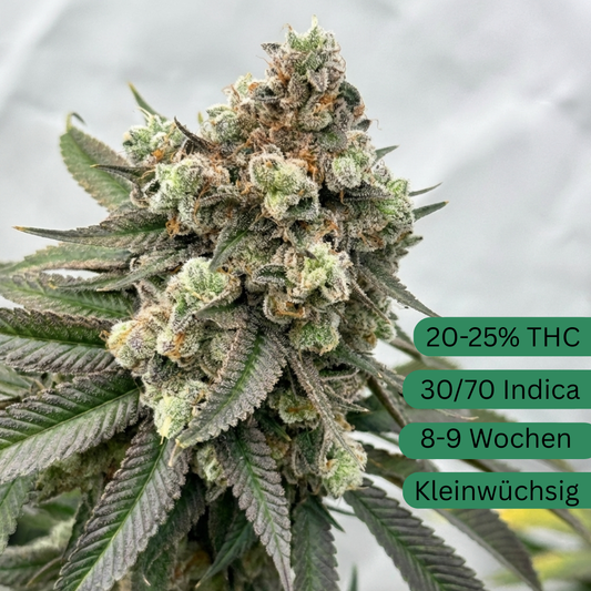 Animal Tsunami Hanfsteckling [AT]