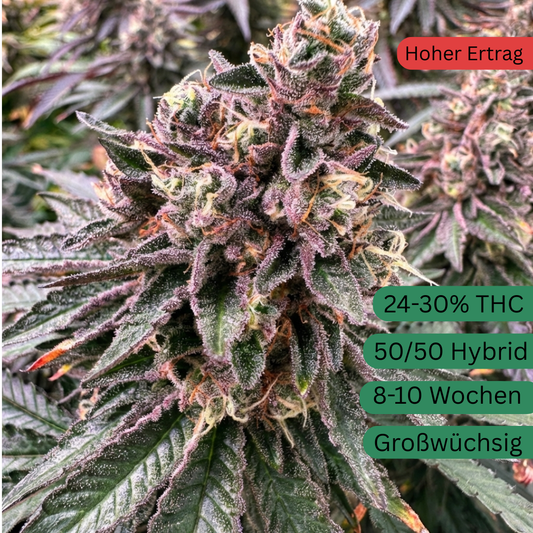 Apple Fritter Hanfsteckling [AF]