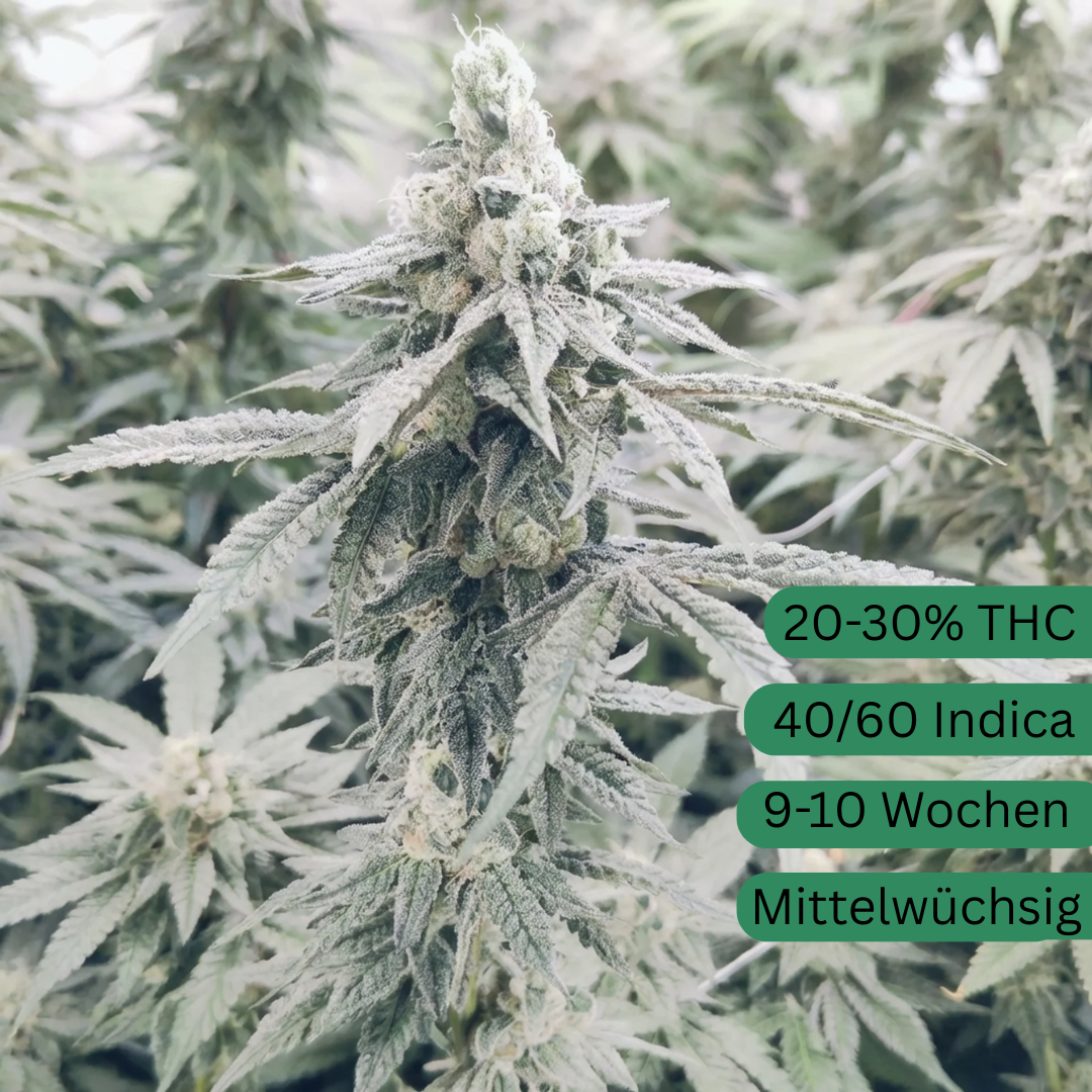 Semillas de cáñamo transgénicas Zkittlez