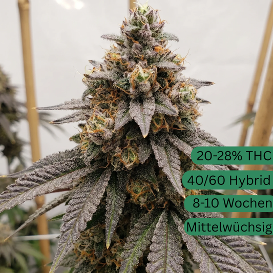 Apple Fritter Autoflower Hanfsämling [AFA]