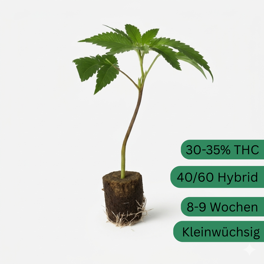 Blue Zushi hemp cutting [BZ]