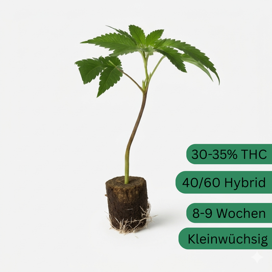 Blue Zushi Hanfsteckling [BZ]