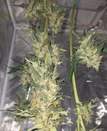 Bruce Banner Autoflower Hanfsämling [BRA]