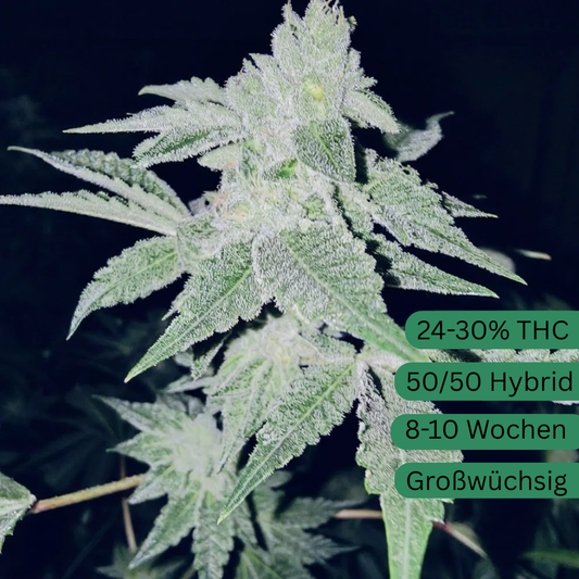 Apple Fritter Hanfsämling groß [AF]