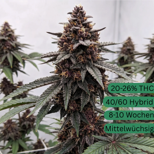 Cherry Cola Autoflower [CHA]