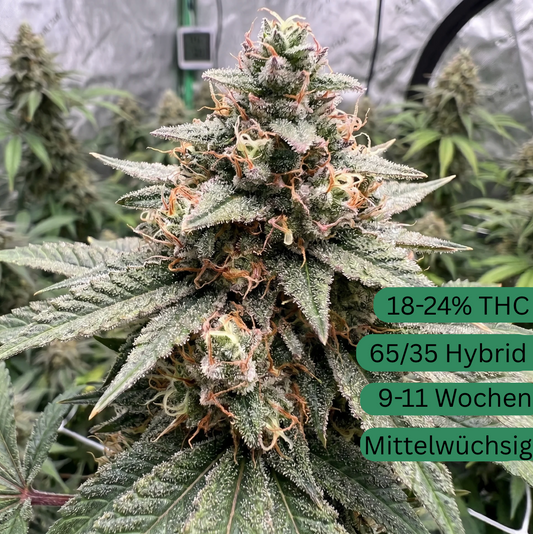 Strawberry Banana Autoflower [SBA]