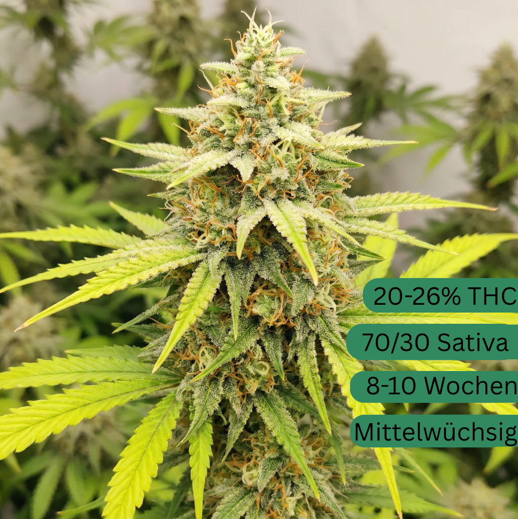 Green Crack Autoflower [GCA]