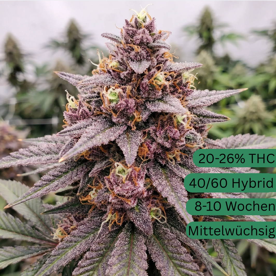 Mango Runtz Autoflower [MRA]