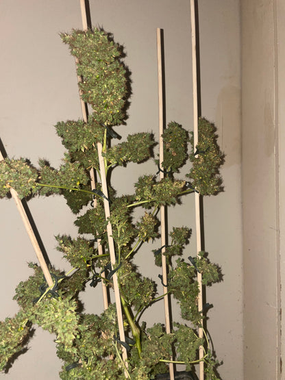 Panama hemp cutting [PAN]