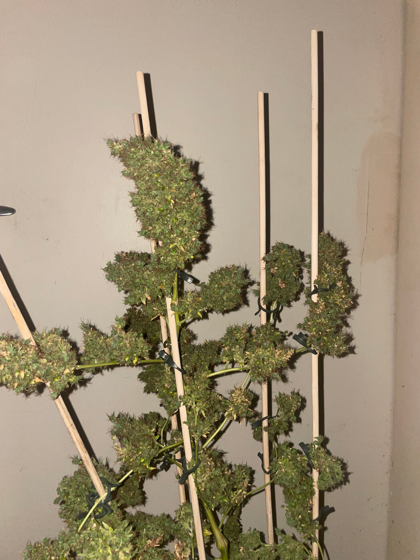 Panama hemp cutting [PAN]