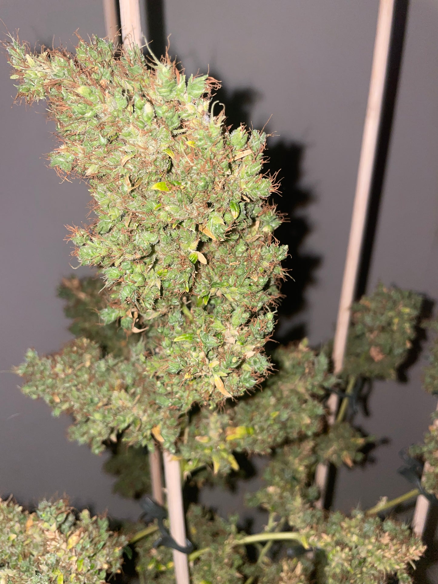 Panama hemp cutting [PAN]