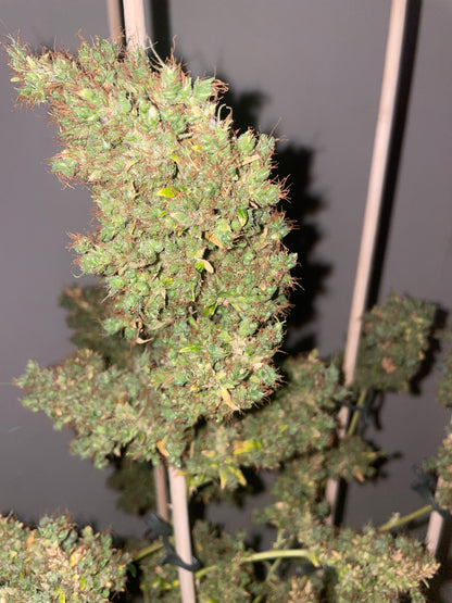 Panama hemp cutting [PAN]