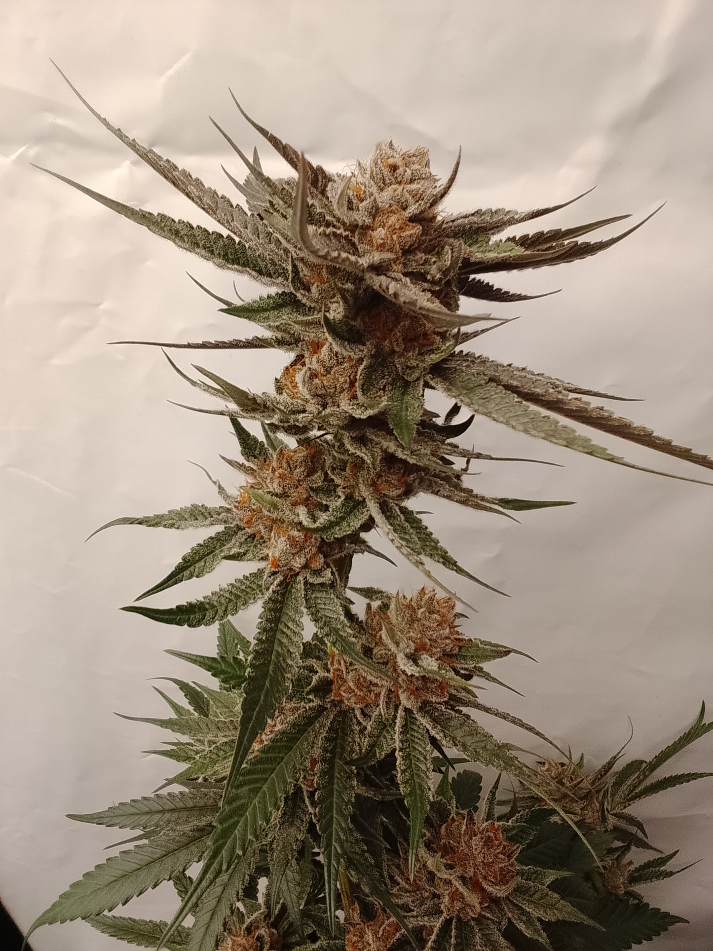 Studio54 Hanfsteckling [S54]