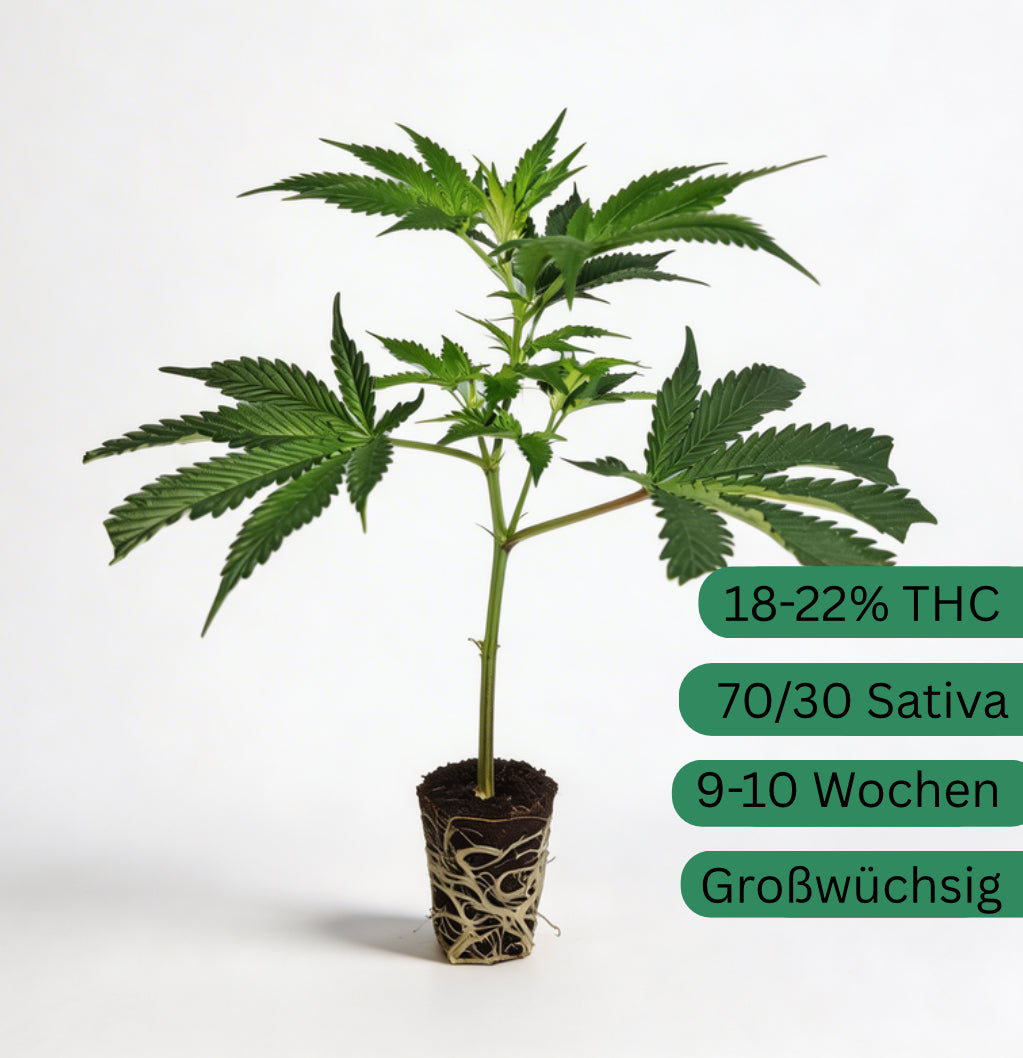 Amnesia Haze Core Cut Hanfsteckling [ACC]