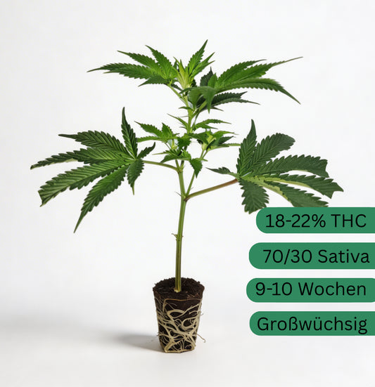 Amnesia Haze Core Cut Hanfsteckling [ACC]